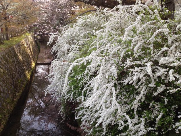 Philosopher's Walk Path - Kyoto Journal