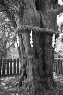 tree2