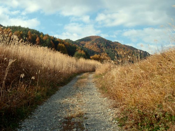 Into the Hills