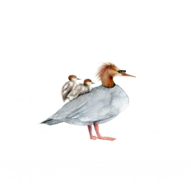 The Common Merganser