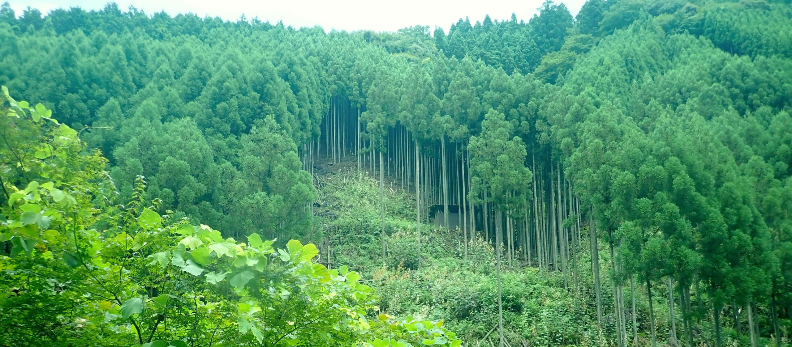 Feeling the trees shivering: endangered environmental knowledge in