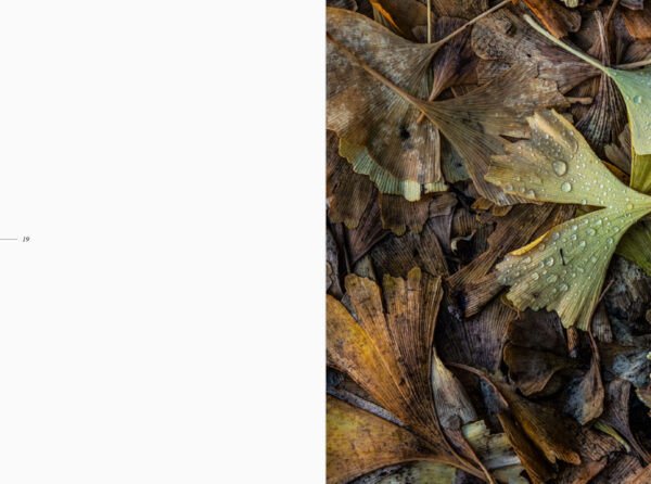 The Book of Leaves - Image 2