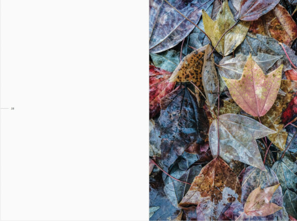 The Book of Leaves - Image 3